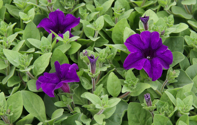 Blumen violett
